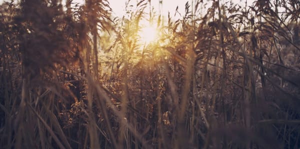 Shabbat Gathering: Chodesh Tov Iyar!